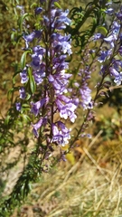 Anarrhinum longipedicellatum