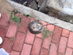 Carcinoscorpius rotundicauda