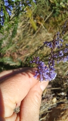 Anarrhinum longipedicellatum