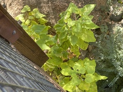 Catalpa