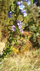 Anarrhinum longipedicellatum
