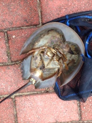 Carcinoscorpius rotundicauda