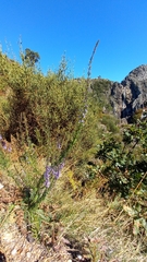 Anarrhinum longipedicellatum