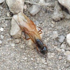 Camponotus sansabeanus