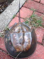 Carcinoscorpius rotundicauda