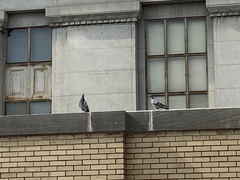 Columba livia