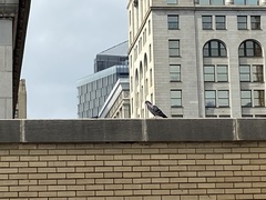 Columba livia