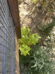 Catalpa