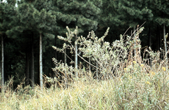 Psoralea wilmsii nigricans