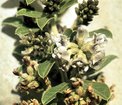 Psoralea wilmsii nigricans