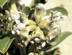 Psoralea wilmsii nigricans