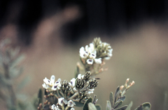 Psoralea wilmsii nigricans
