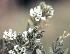 Psoralea wilmsii nigricans