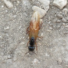 Camponotus sansabeanus