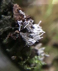Polycephalomyces