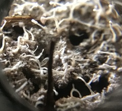 Polycephalomyces