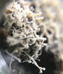 Polycephalomyces