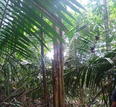 Aspidosperma carapanauba