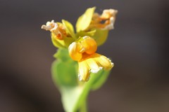 Goodenia panduriformis