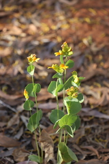 Goodenia panduriformis
