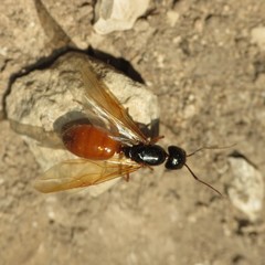 Camponotus sansabeanus