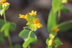 Goodenia panduriformis