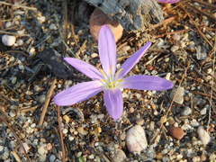 Colchicum filifolium