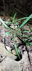 Cyperus diffusus