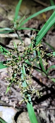 Cyperus diffusus