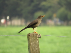 Turdus fuscater