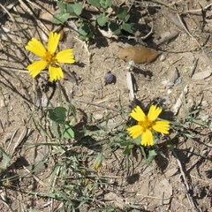 Amblyolepis setigera