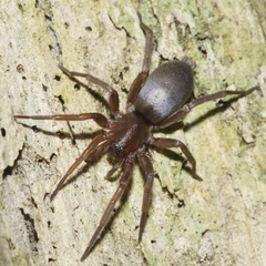 Hypodrassodes maoricus