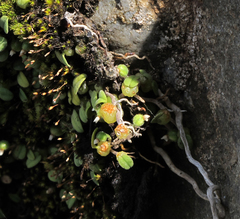 Bulbophyllum pygmaeum