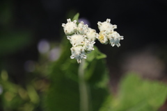 Parthenium hispidum