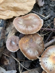 Cortinarius cagei