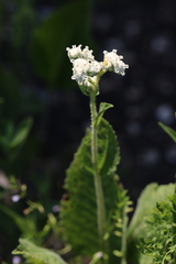 Parthenium hispidum