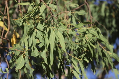 Corymbia bella
