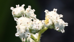 Parthenium hispidum