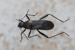 Alydus conspersus