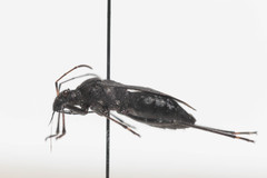 Alydus conspersus