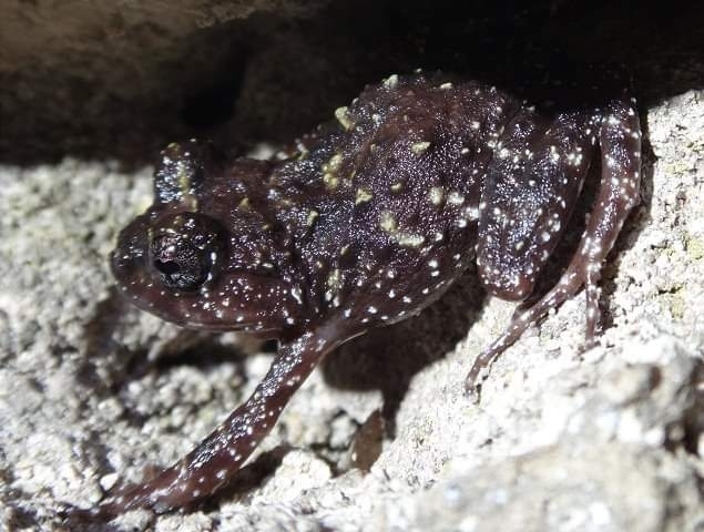 Izecksohn's Button Frog