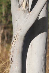 Corymbia bella