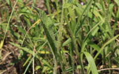 Parthenium hispidum