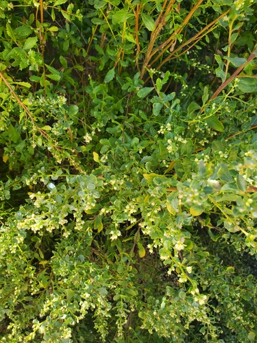iNaturalist observation photo of coyote brush