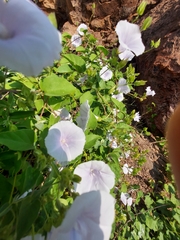 Jacquemontia pringlei