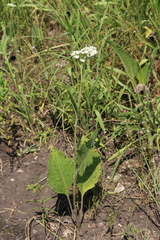 Parthenium hispidum
