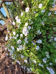 Jacquemontia pringlei