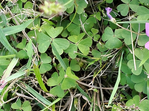 Image of Oxalis hispidula by no rights reserved