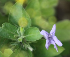 Ruellia drummondiana