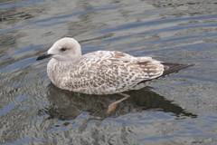 Larus argentatus